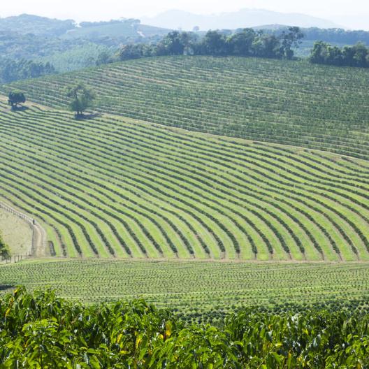 辻本珈琲の歴史