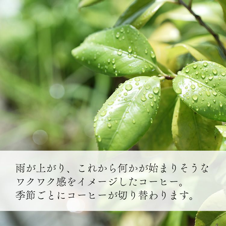 季節限定・浅煎り】スペシャルドリップコーヒー第39弾 雨あがりのじ