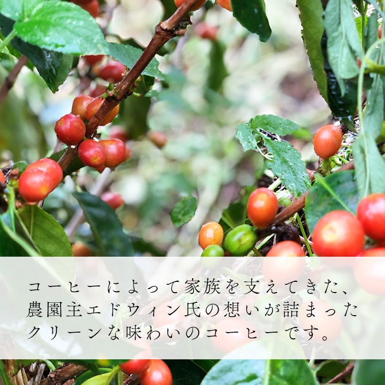 季節限定・浅煎り】スペシャルドリップコーヒー第39弾 雨あがりのじ