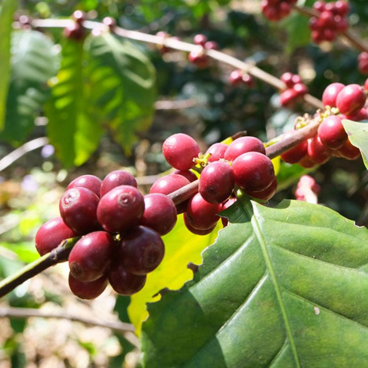 スペシャルティコーヒー豆・粉ミャンマー グリーンランド農園 1kg