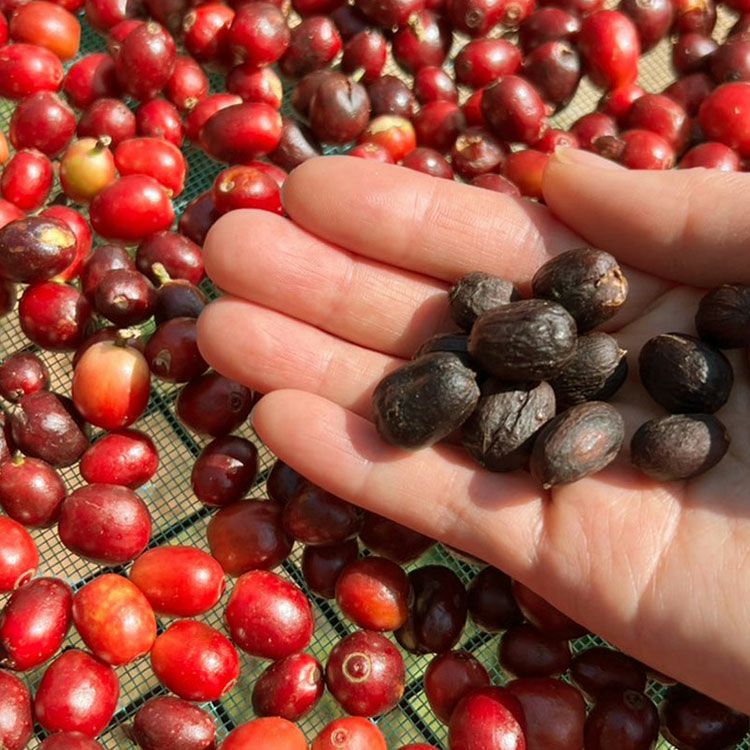 スペシャルティコーヒー豆・粉ミャンマー グリーンランド農園 1kg