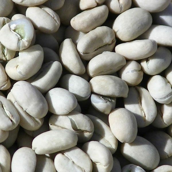 コーヒー生豆サンプル用300g（150g×2袋）メール便でお届け【代引き