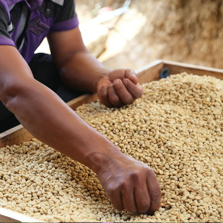 スペシャルティコーヒー豆コロンビア カーニャドゥルセ農園 200g