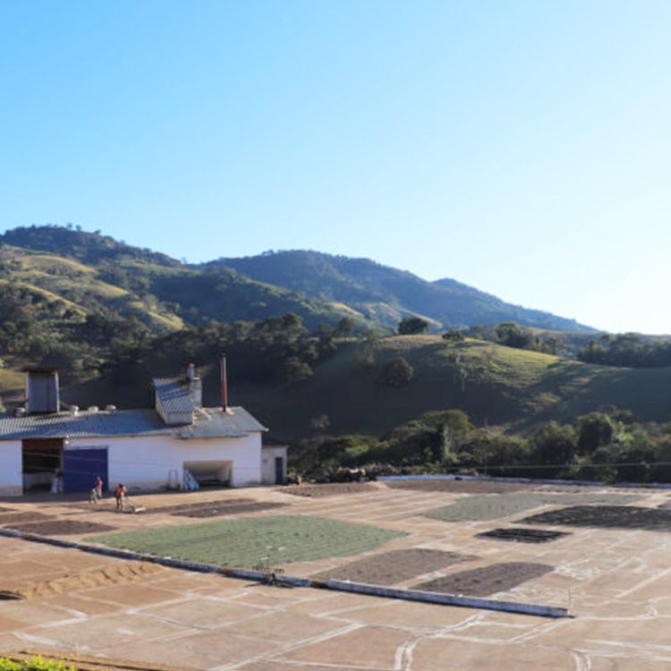 スペシャルティコーヒー豆・粉ブラジル セーハダストレスバハス農園