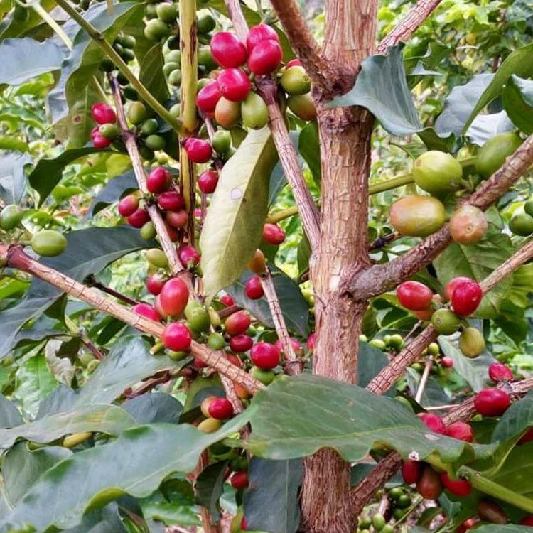 スペシャルティコーヒー豆ルワンダ ガコ農園 1kg（200g×5袋）ブルボン