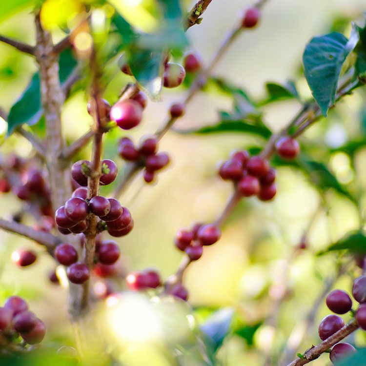 【2本セット】限定 銀座Grand Cru Caféパナマゲイシャエルサルバドル 2本セット】限定 銀座Grand Cru Caféパナマゲイシャエルサルバドル