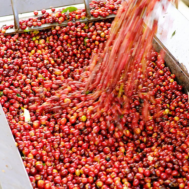 数量限定】Grand Cru 90+最高級グランクリュコーヒー豆・粉コスタリカ