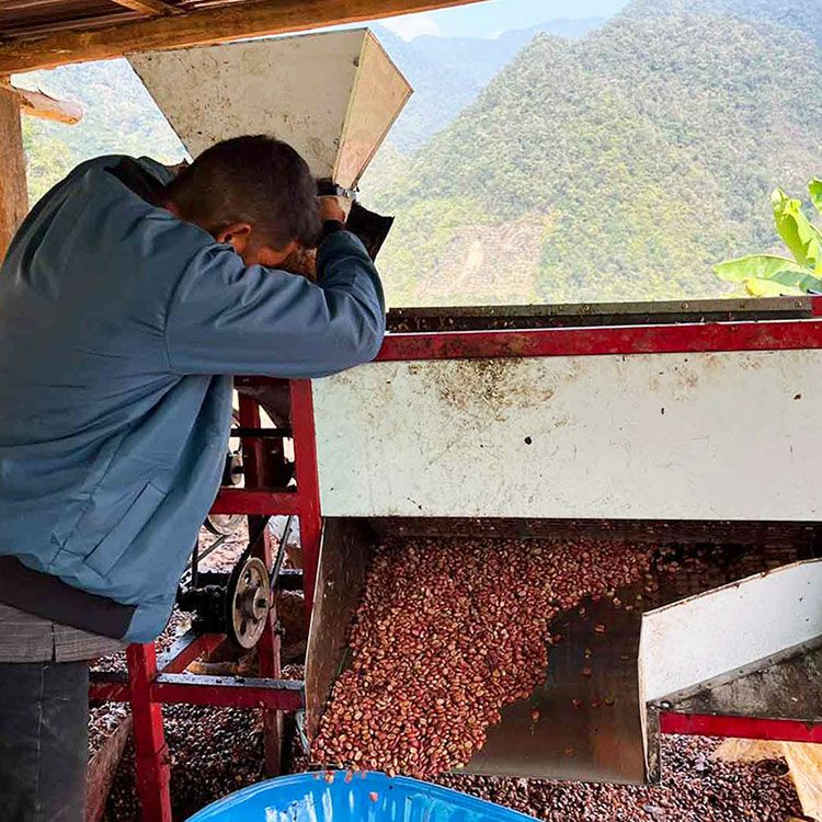 ホワイトデーに【数量限定】最高級グランクリュコーヒー豆・粉ゲイシャ