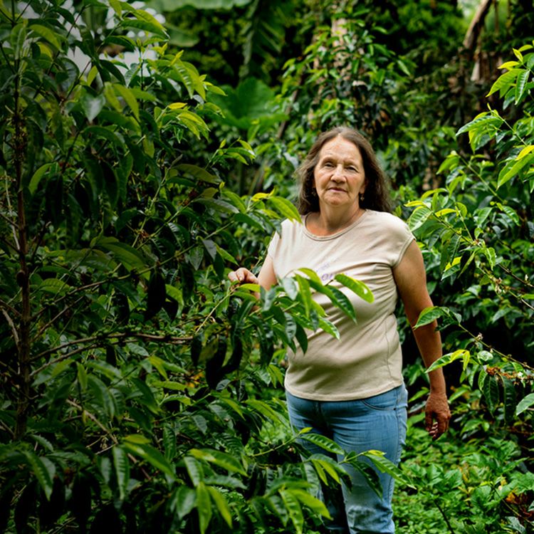 ホワイトデーに【数量限定】最高級グランクリュコーヒー豆・粉ゲイシャ