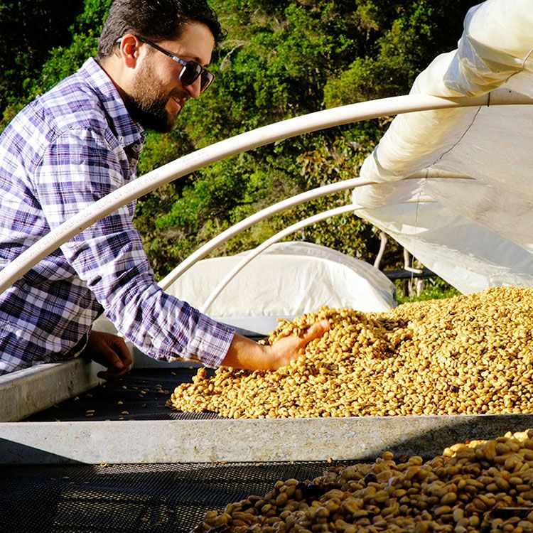 スペシャルティコーヒー豆・粉コスタリカ エル・セドロ農園（100g