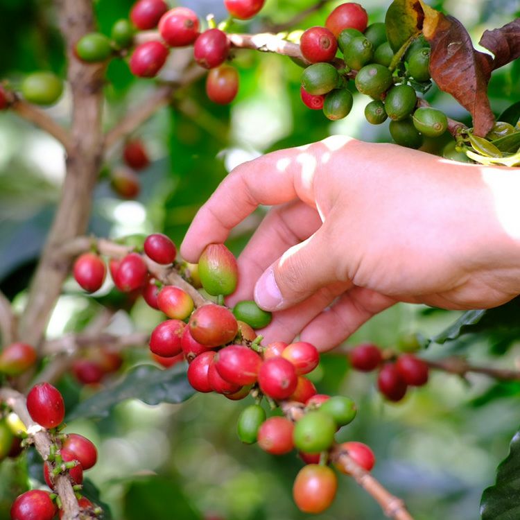 数量限定】グランクリュコーヒー豆メキシコ ポシートス農園（100g