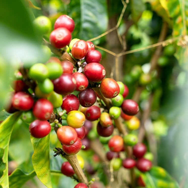 ホワイトデーに【数量限定】グランクリュコーヒー豆・粉ゲイシャ 2種