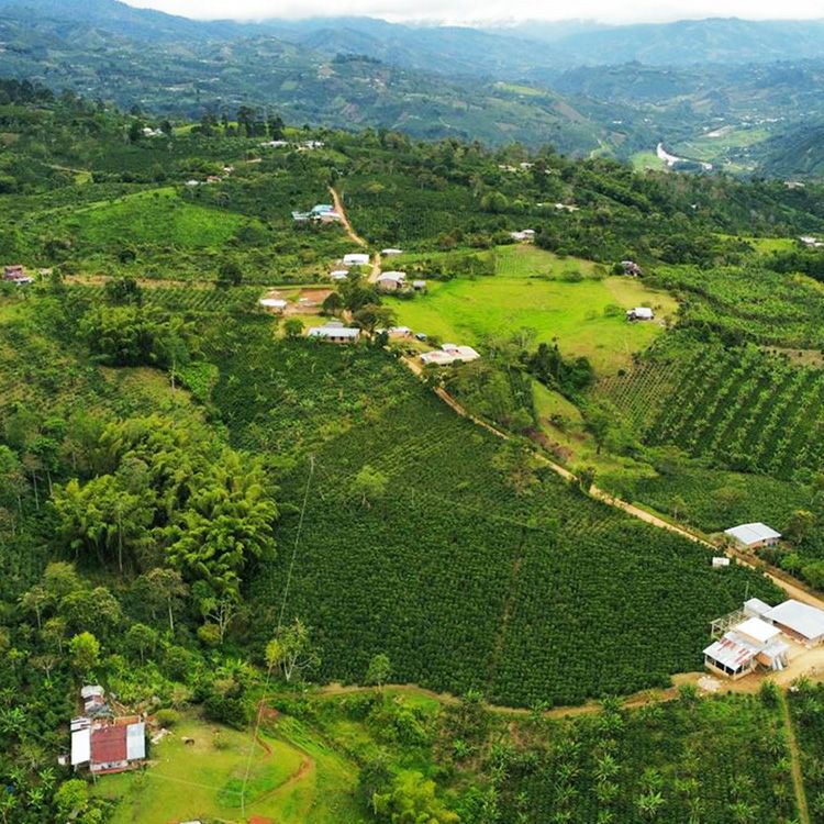 ホワイトデーに【数量限定】グランクリュコーヒー豆・粉ゲイシャ 2種