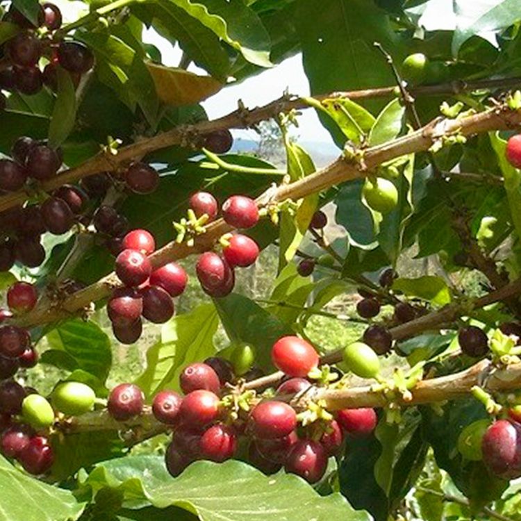 スペシャルティコーヒー生豆ホンジュラス SHG クラシック・マルカラ