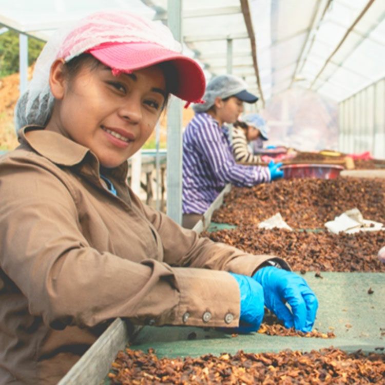 カフェインレスコーヒー生豆デカフェ ホンジュラス 60kg麻袋スイス