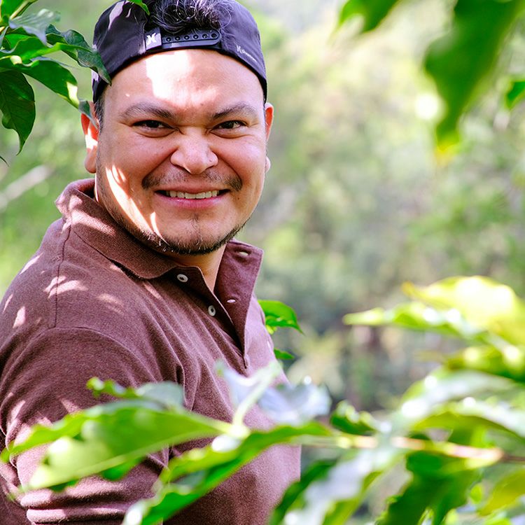 数量限定】グランクリュドリップコーヒーメキシコ フィンカ シロントラ