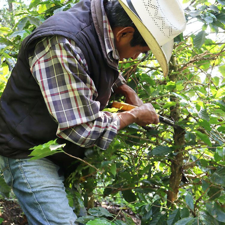 スペシャルティコーヒー豆・粉メキシコ ナランハ農園 200gガルニカ