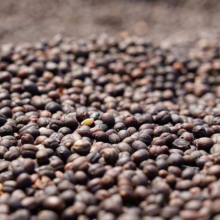 スペシャルティコーヒー豆・粉ルワンダ マチアゾ 200gブルボン