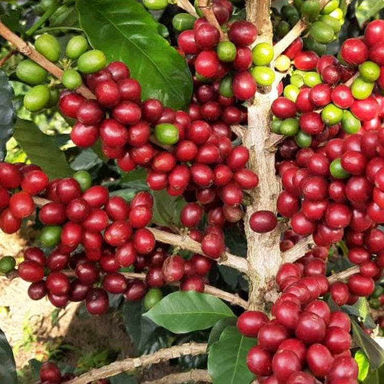 コーヒー生豆 | TSUJIMOTOcoffee