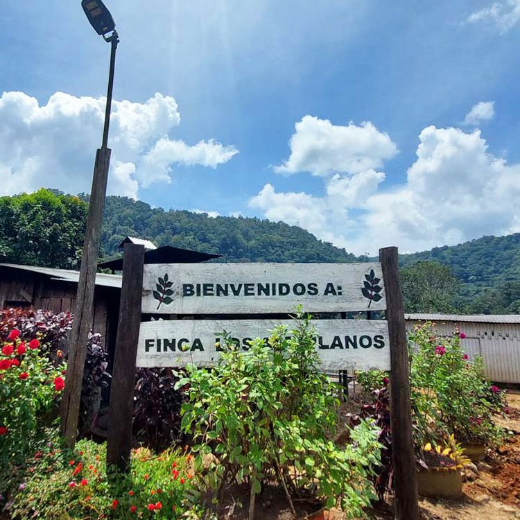 数量限定】グランクリュドリップコーヒーニカラグア ロス・アルティ