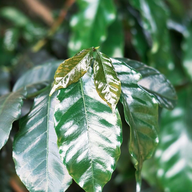 スペシャルティコーヒー豆・粉ケニア マルミコーヒーファクトリー