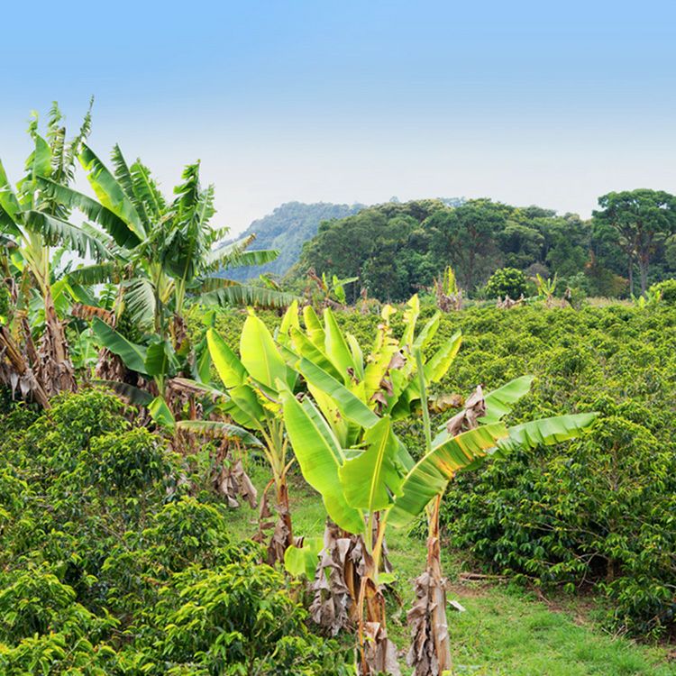 数量限定】グランクリュドリップコーヒーコロンビア エル・シレンシオ