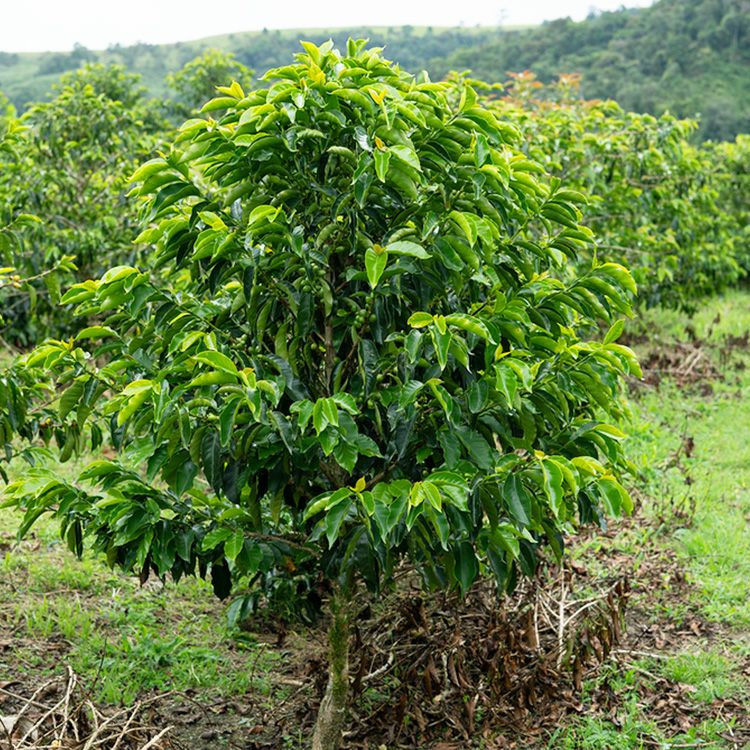 数量限定】グランクリュドリップコーヒーコロンビア エル・シレンシオ