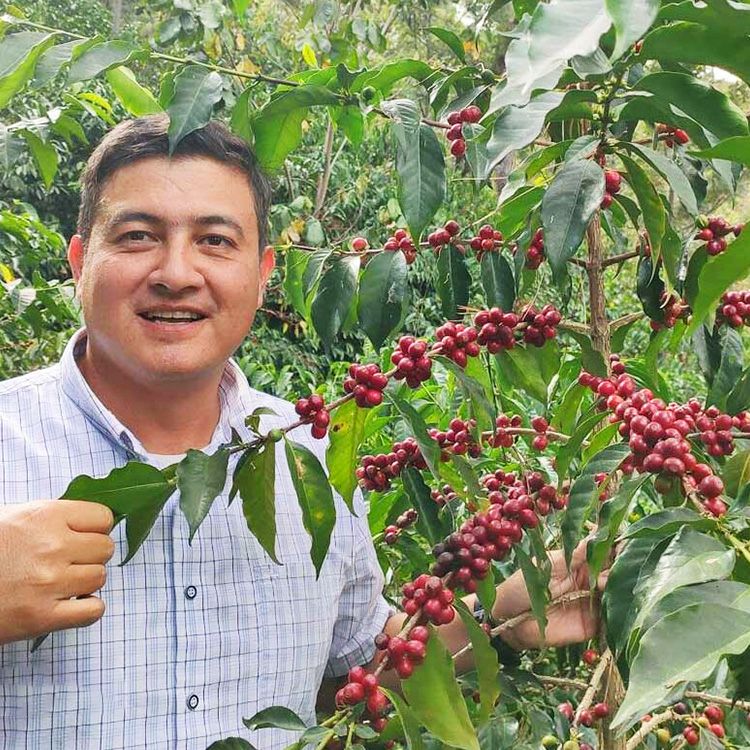 数量限定】グランクリュコーヒー豆・粉グァテマラ ラ・グラン マンサナ