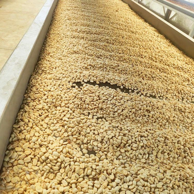 数量限定】グランクリュコーヒー豆ギフトグァテマラ ラ・グラン