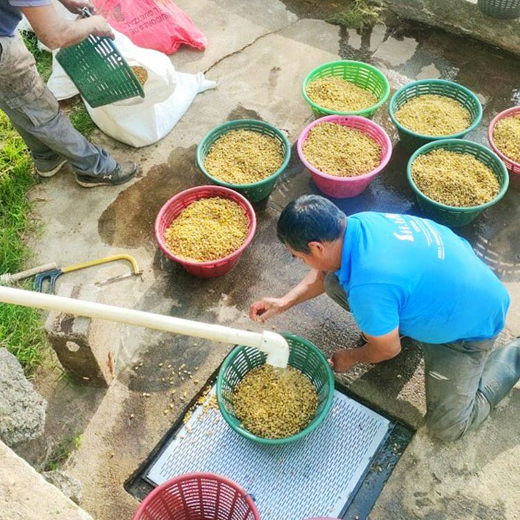 数量限定】グランクリュコーヒー豆ギフトグァテマラ ラ・グラン