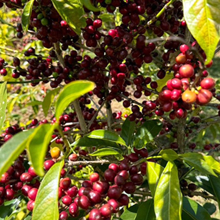 スペシャルティコーヒー豆・粉エチオピア グジ ウラガ フリーザー 72h