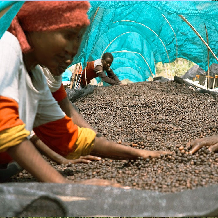 コーヒー生豆 | TSUJIMOTOcoffee