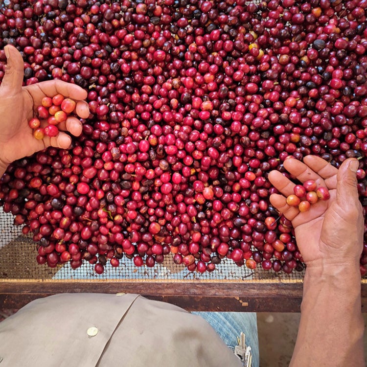 スペシャルティーコーヒー生豆メキシコ ナランハ農園 30kgVP