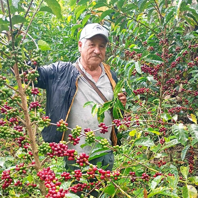 【60本】ノンセリュ30本　ゴージャス30本 数量限定】グランクリュコーヒー豆・粉ペルー サンタ テレサ農園（100g